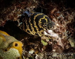 Chain Moray in East End by Lowrey Holthaus 